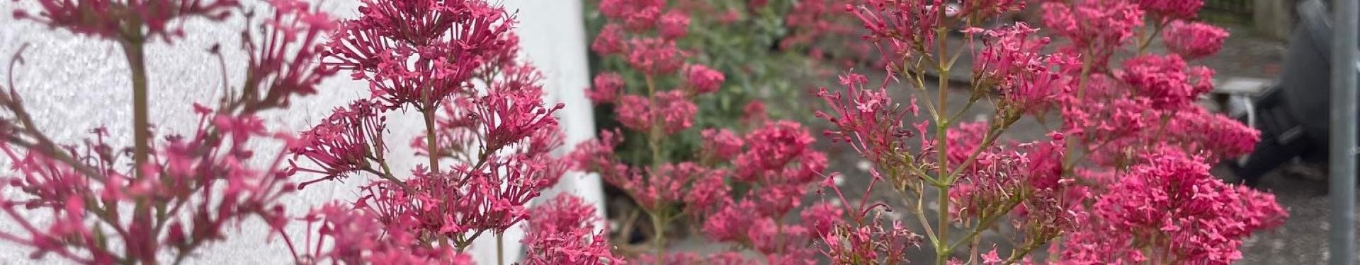 Blumen vor dem alten Pfarrhaus
